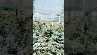 голубая ель #youtubeshorts #automobile #uzkino