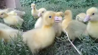 гусята такие милые 😍😍😍