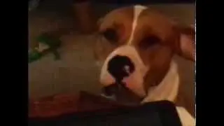 Mollie says I want Some -Talking Dogs Talking like humans Talking Dog -