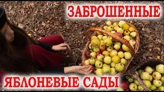 Яблоневый сад Адербиевка. Заброшенные сады Геленджик.