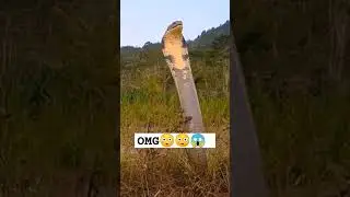 Amazing Snake 😳 #animals #shortsfeed #shortsvideo #shortsviral #shorts