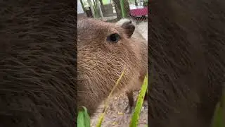 Мокбан с капибарами.