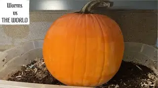 Pumpkin Vs 3,000 Red Wigglers | 40 Day Time-Lapse Fast Playback