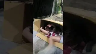 Tersungkur didalam kardus
