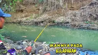 TANPA AMPUN STRIKE NYA !! Mancing di sisa sisa air di sungai besar saat musim kemarau