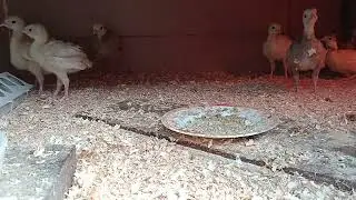 Неудачная попытка съесть червячка