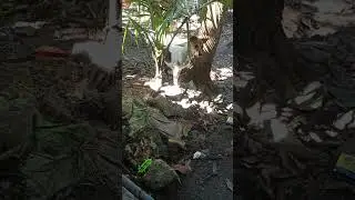 PART2 PANAHON MATIGAS PA PO ULO KO PALATAKAS PO AKO KAYA NAPAPAGALITAN PO AKO NI MAMI AT KUYA KO 😂🐶🦮