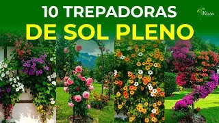 10 CLIMBING PLANTS THAT GROW IN DIRECT SUN | They flower and are easy to care for