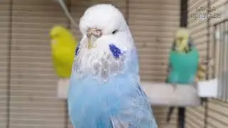 budgie sounds for your birds