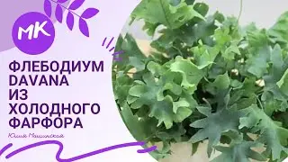 Phlebodium 