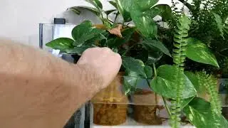 Мой фитофильтр(полный обзор)
