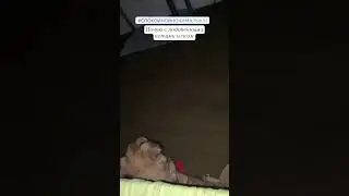 Спокойной ночи, малыши ) ночевка с подопечными котами и псом