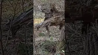 Табаки шакал прихвостень Шерхана.