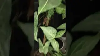 Tanaman Hias Yang Lagi Viral di indonesia #shorts