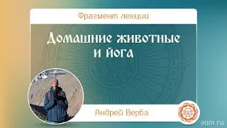 Домашние животные и йога. Андрей Верба