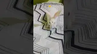 Aha tamater bade majedaar short video/ viral song/ tranding song