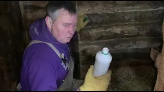 What do we add to goat bedding? What a joyful farm! We sweetened the pill – we made condensed milk!