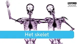 Het skelet | Creatief met Biologie