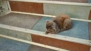 Котята в монастыре