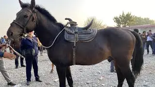 ANDIJON HOLDONBOY CHUJA OT BOZORI NARHLARI 19,09,2023