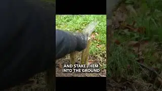 The 'Swedish Fire Torch' Campfire #camping #survival #bushcraft #wildcamping #fire #shorts