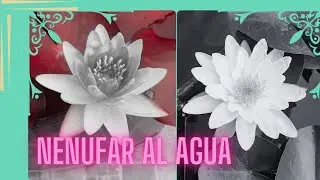 Puesta de nenufares en el estanque