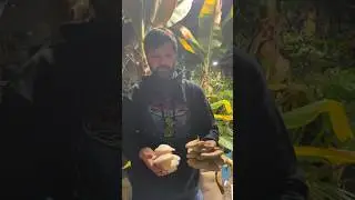 Harvesting Some Oyster Mushrooms 