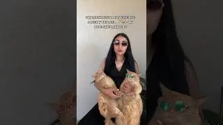 Вот как-то так 😂 #cat #рыжийкот #кот #котики #питомцы #юмор #котик