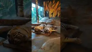 #милота