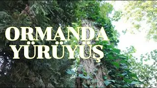 Ormanda yürüyüş 4K 