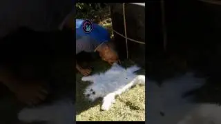Моя собака теперь блинчик 🌝 