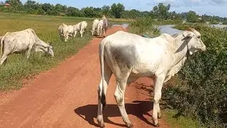 Cute Baby Calf, Herd Cows Eating Grass In Field &  Walking On The Road, Cow Going Home, Dogs Playing