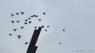 #Pigeons