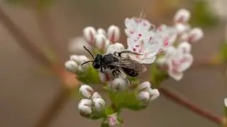 What's the BUZZ!?