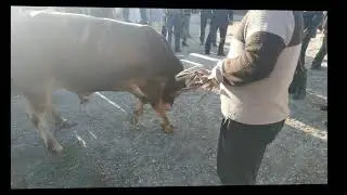 Andijon qorgontepa xayvonlar bozori