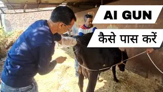 AI GUN कैसे पास करें #artificialinsemination#how do pass ai gun in cervix#animal treatment