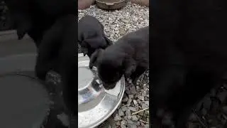 Щенята напали на творог