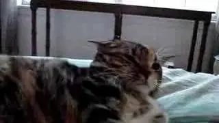 Zoey the Killer cat
