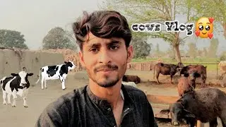 Huge cow farm in my village 🤩
