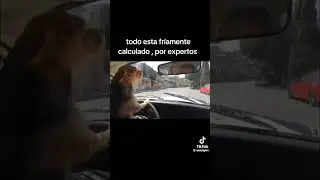 El le sabe #shorts #short #shortvideo #memes #divertido #perritos #perros #shortviral