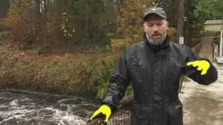 Urban Salmon in the Brunette River MVCU