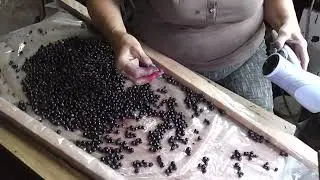 Ягоду откатываем