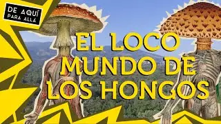 EL LOCO MUNDO DE LOS HONGOS / DE AQUÍ PARA ALLÁ