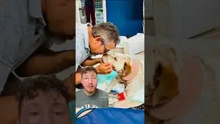 Hero Dog Survives Stabbing While Protecting His Family During Home Invasion