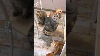 Котики ❤️🐱