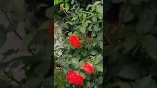 дарю розы
