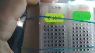 Получение племенного материала Карники из Польши!