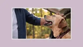 HUGOversichert.de - Alles rund um die Hundeversicherung
