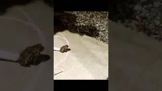 Frog wants to win MrBeast Challenge 