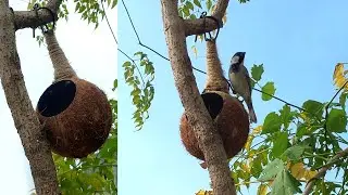 How to make Bird House from Coconut Shell | DIY Simple Bird Nest